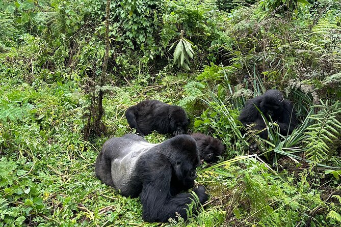 One Day Gorilla Trekking Rwanda & Iby'iwacu Cultural Village - Kigali to Volcanoes National Park: getting there fast, on purpose