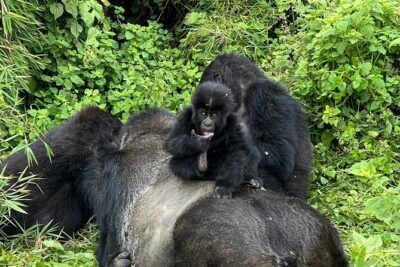 One Day Gorilla Trekking Rwanda & Iby'iwacu Cultural Village - The 7:00am briefing: your gorilla rules start before you enter the forest