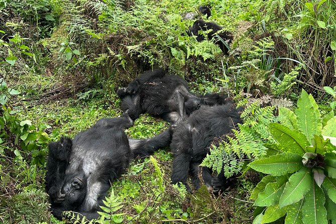 One Day Gorilla Trekking Rwanda & Iby'iwacu Cultural Village - Transport, permits, and value: where your money actually goes