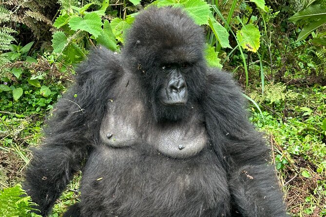 One Day Gorilla Trekking Rwanda & Iby'iwacu Cultural Village - Should you book One-Day Gorilla Trekking Rwanda & Ibyiwacu?