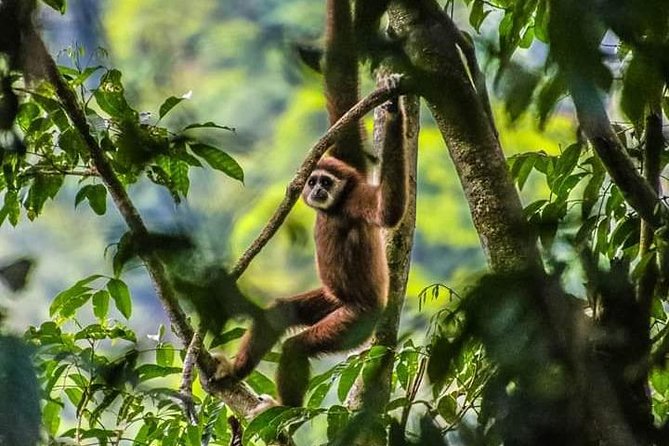ONE DAY JUNGLE TREKKING 6-7 hours (see orang utan) + RAFTING in BUKIT LAWANG - The 8:30AM Start That Turns Into a Full-Day Jungle Plan