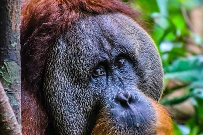 ONE DAY JUNGLE TREKKING 6-7 hours (see orang utan) + RAFTING in BUKIT LAWANG - Wildlife Watching That’s Built Around What’s Actually Hard to See