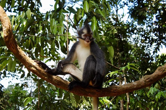 ONE DAY JUNGLE TREKKING 6-7 hours (see orang utan) + RAFTING in BUKIT LAWANG - Optional Tubing Return: Choose Your Level of Wet and Wild