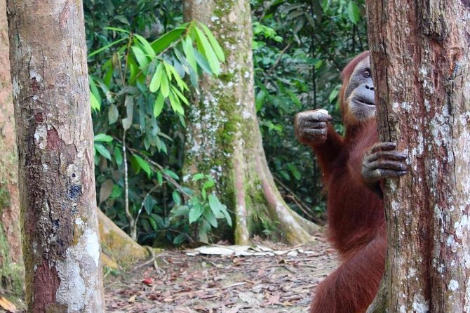 ONE DAY JUNGLE TREKKING 6-7 hours (see orang utan) + RAFTING in BUKIT LAWANG - Group Size and Guide Style: Why It Feels Personal