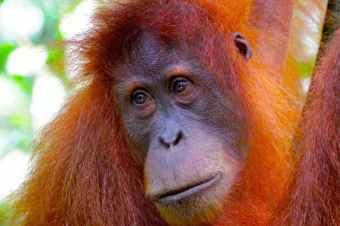 ORANGUTAN TREK (2D/1N) by EcoTravel Bukit Lawang - The EcoTravel guide team and the small-group pace
