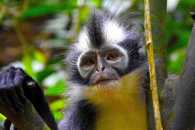 ORANGUTAN TREK (2D/1N) by EcoTravel Bukit Lawang - Price and value at $180: what’s included versus what’s on you