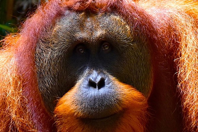ORANGUTAN TREK (2D/1N) by EcoTravel Bukit Lawang - Getting ready: what to pack for a sweaty, muddy, foot-focused hike