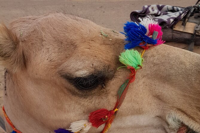 Overnight Camel trek in Merzouga dunes - Day 2: sunrise over the dunes, breakfast, then back to Camels House