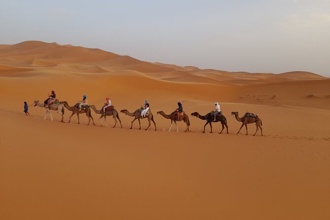 Overnight Camel trek in Merzouga dunes - Wildlife spotting: what to expect (and how to enjoy it)