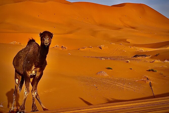 Overnight stay in desert camp & Camel trekking in the Sahara - Booking Timing and Weather: Two Things to Watch