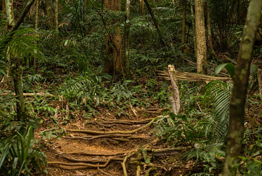 Paraty: Pão de Açucar Peak Trekking and Hiking Tour - Price and value: is $115 worth it?