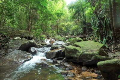 Phuket: Jungle Trekking Experience at Khao Phra Taew - The 8 km Forest Walk Between Ton Sai and Bang Pae Waterfalls