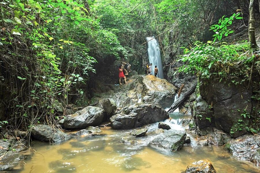 Phuket: Jungle Trekking Experience at Khao Phra Taew - Wildlife in Khao Phra Taew: What You Can Hope For (and What You Can’t)