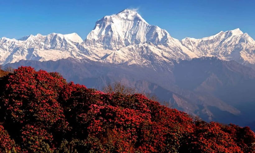 Pokhara: 3-Day Ghorephani and Poon Hill Private Trek - Rhododendron forests, flora, and wildlife moments you can actually enjoy