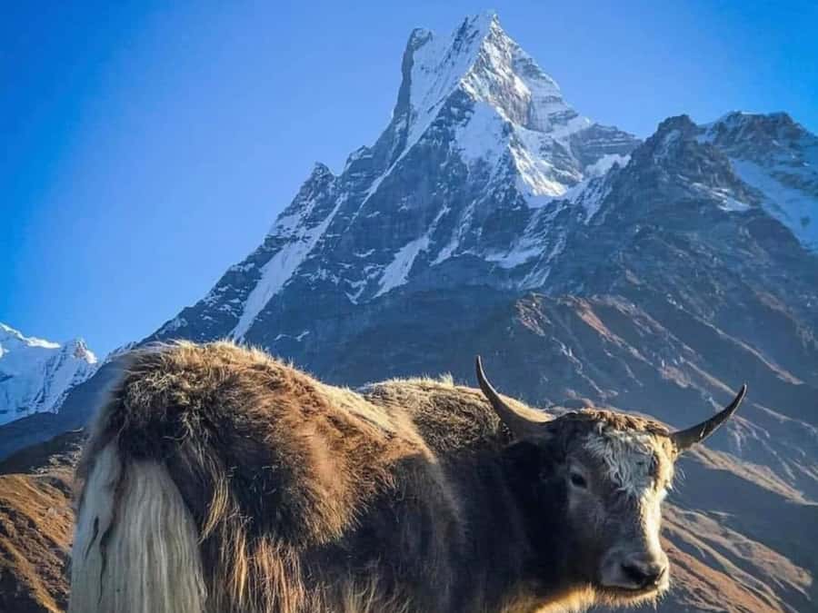 Pokhara: 4-Day Mesmerizing Mardi Himal Guided Trek - Mardi Himal Trek From Pokhara: What You’re Really Getting in 4 Days