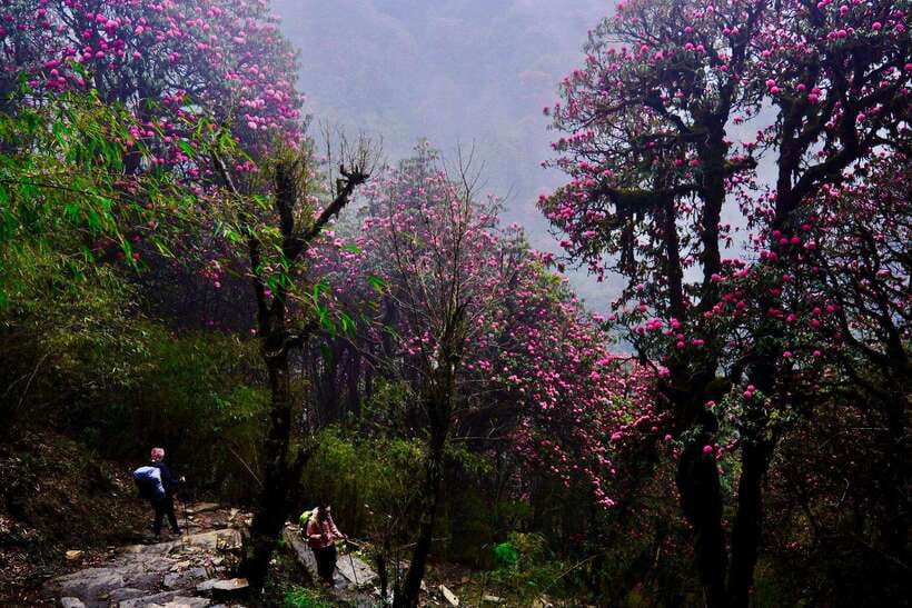 Pokhara: 4-Day Poon Hill and Ghandruk Guided Trek - When to Hike: Spring Rhododendrons and Autumn Clear Views