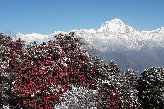 Pokhara: Poon Hill Ghorepani Short Trek - Day 1 to Tadapani: the road-to-hike transition that sets the tone