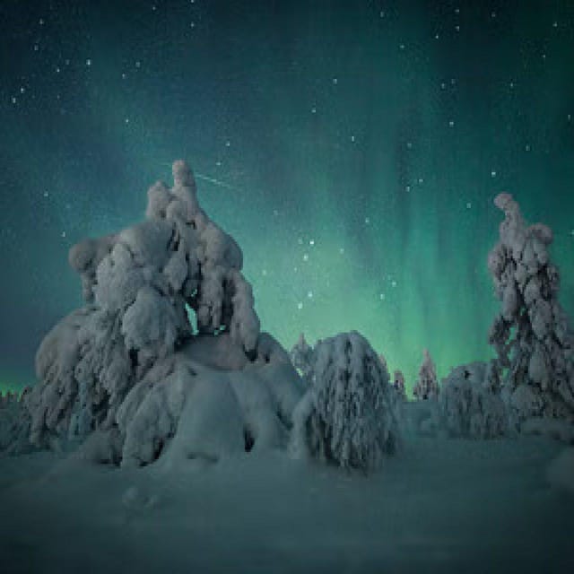 Polar Night Snowshoe Trek - What to look for: grouse digging signs and reindeer grazing