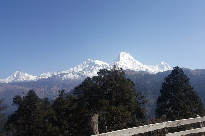 Poon hill Trek 3 days - Day 2 trekking through rhododendrons, valleys, and village life