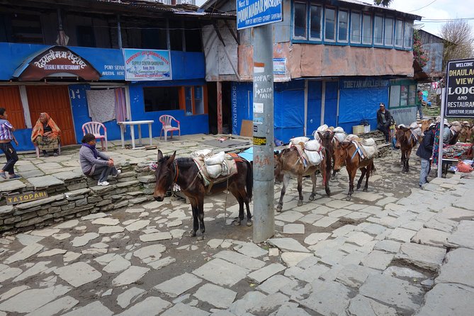 Poonhill Trek - Day 6: Modi Khola back to Birethanti, plus Fish Tail and Annapurna views