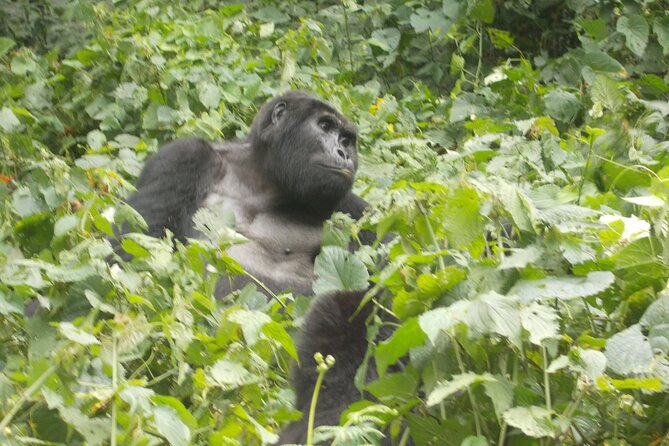 Private 2 Days Volcano Golden Monkey and Bwindi Gorilla Trek - Key things to know before you go