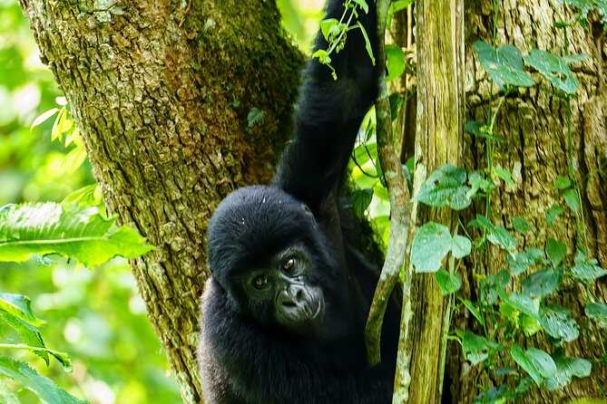 Private 3 Day Gorilla Trekking Safari in Uganda - Your Day 2 plan: ranger briefing, then tracking on foot