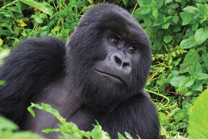 Private 3 Day Gorilla Trekking Safari in Uganda - Batwa community visit: learning that adds meaning