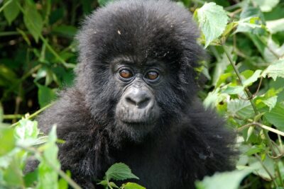 Private 3 Day Gorilla Trekking Safari in Uganda - The gorilla moment: what you should expect once you find them