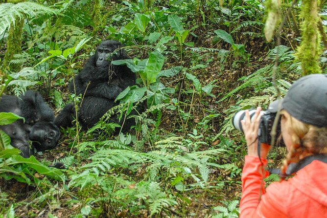 Private 3 Day Gorilla Trekking Safari in Uganda - Day 1 and Day 3 food and travel: comfort matters on safari