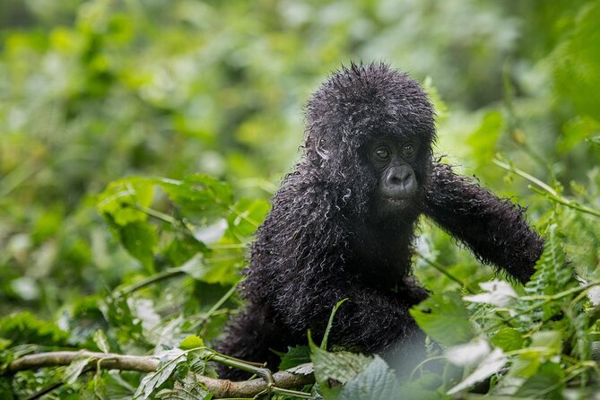 Private 3 Day Gorilla Trekking Safari in Uganda - Price and value: why $3,326 can make sense here