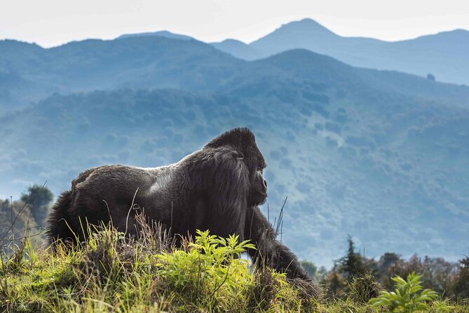 Private 3 Day Gorilla Trekking Safari in Uganda - Guides and teamwork: what stood out from real names