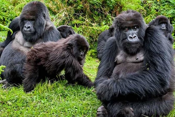 Private 3 Day Gorilla Trekking Safari in Uganda - Who this safari is best for (and who should rethink)