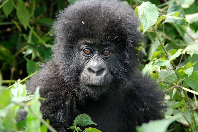 Private 3 Day Gorilla Trekking Safari in Uganda - The gorilla moment: what you should expect once you find them