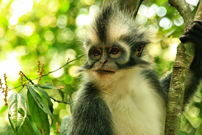 Private Full-Day Bukit Lawang Trekking Tour From Medan - Bukit Lawang Jungle Trek: orangutans, medicinal plants, and constant hill action