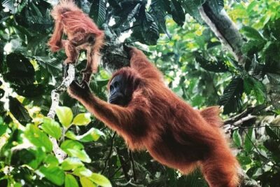 Private Full-Day Bukit Lawang Trekking Tour From Medan - Lunch in the jungle: breaks that actually help