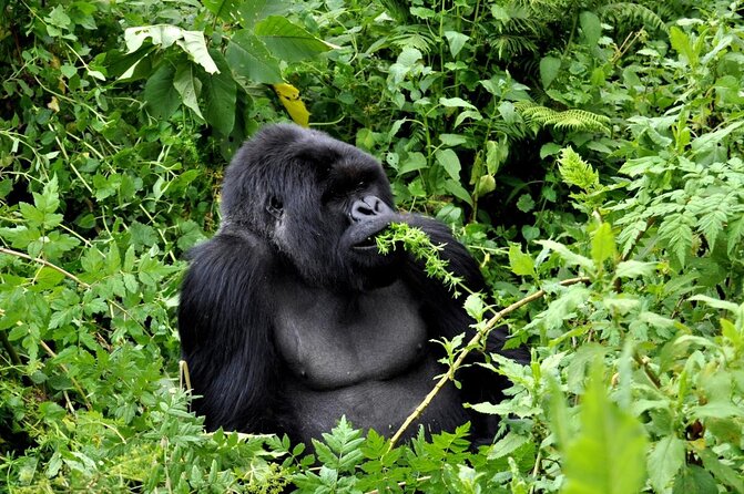 Private Gorilla Trekking Transfer from kigali to Volcanoes N.Park - Key things I think you’ll care about most