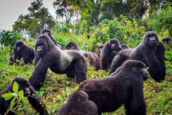 Private Gorilla Trekking Transfer from kigali to Volcanoes N.Park - Early Kigali Pickup and the Road to Musanze (Ruhengeri)