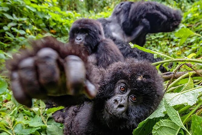 Private Gorilla Trekking Transfer from kigali to Volcanoes N.Park - Comfort Details That Make the Day Easier