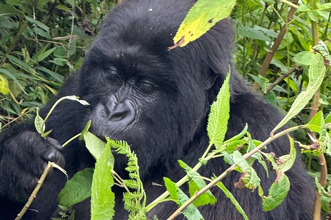 Private Gorilla Trekking Transfer from kigali to Volcanoes N.Park - Price and Value: What $350 Covers (and What Doesn’t)