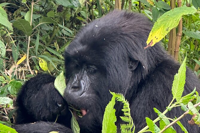 Private Gorilla Trekking Transfer from kigali to Volcanoes N.Park - The Gorilla Trekting Experience: Expect Strong Guidance