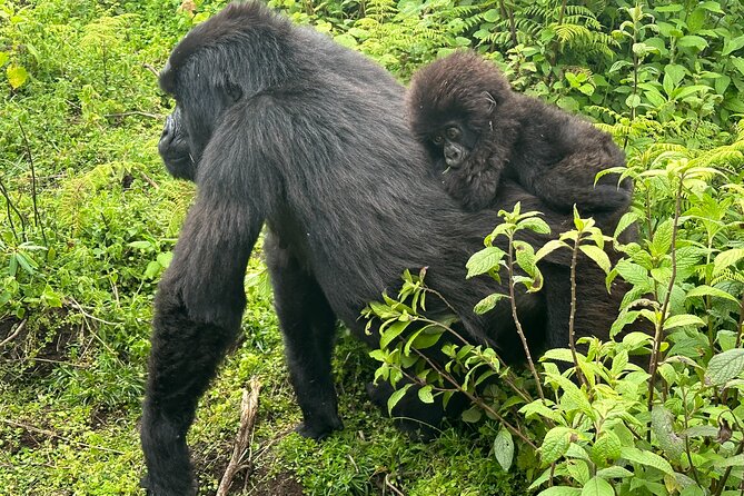 Private Gorilla Trekking Transfer from kigali to Volcanoes N.Park - Who This Transfer Is Best For