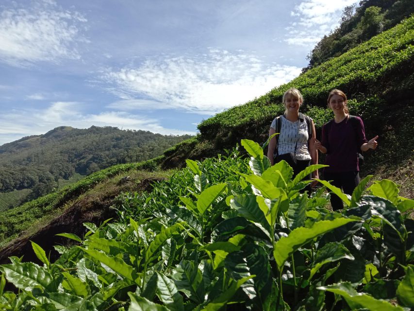 Private Munnar Tea Trek - Walking the tea gardens: what you’ll actually do for 2 hours