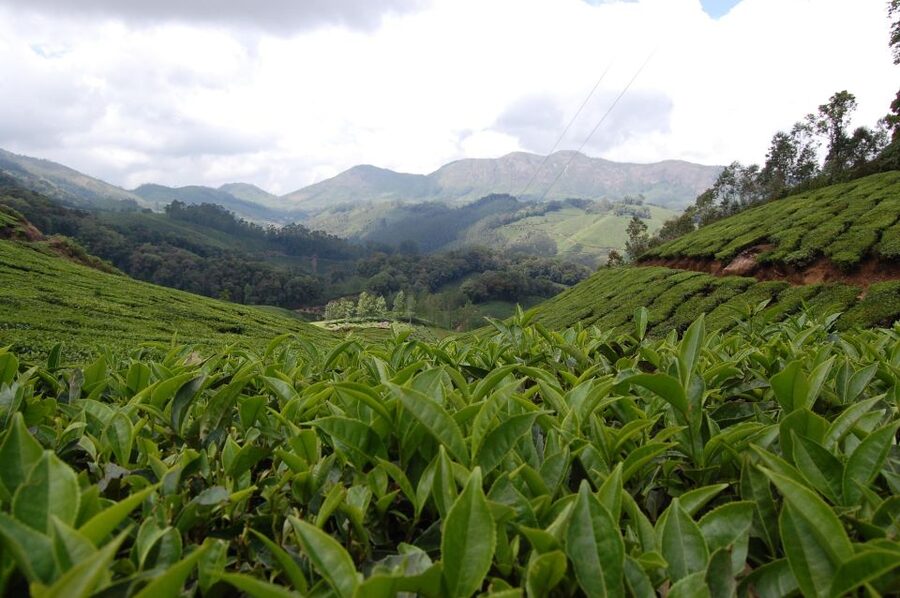 Private Munnar Tea Trek - Lakshmi Hills and views: when the hills open up