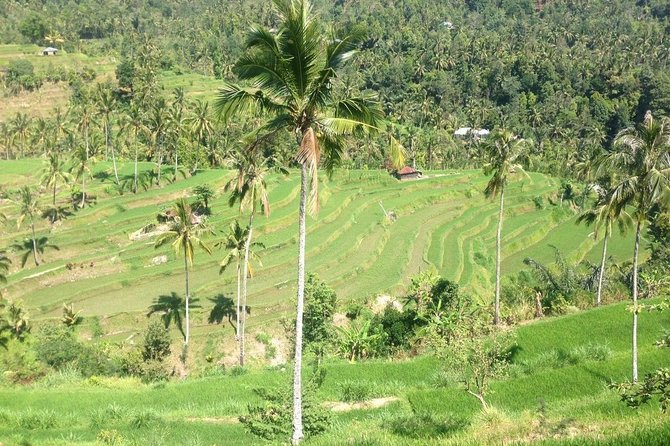 Private Sekumpul Waterfalls Trekking Tour - Entering Bali’s Interior: Why This Day Is Worth It