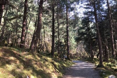 Rainforest & Waterfalls Trek - The Forest Trek: 2–4 Miles, Waterfalls, and Glacier Views