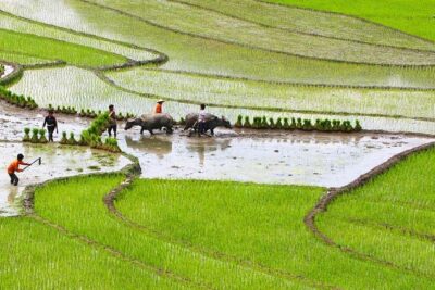 Red Dao Village Trek and Herbal Bath - Suoi Ho and Ma Tra: Black Hmong houses, cloth work, and terraced order