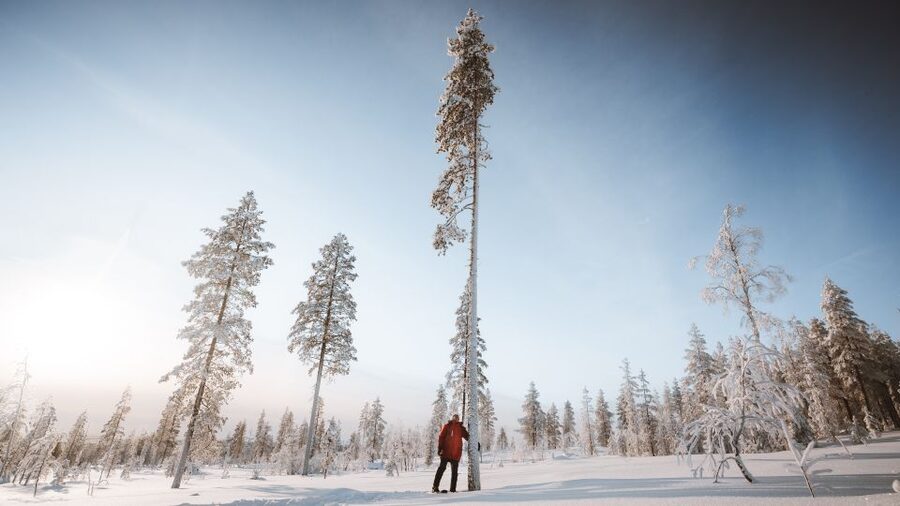 Rovaniemi: Lapland Ski Trekking Safari - Scenery You Can Actually See: Frozen Lake, Hills, and Clear Views