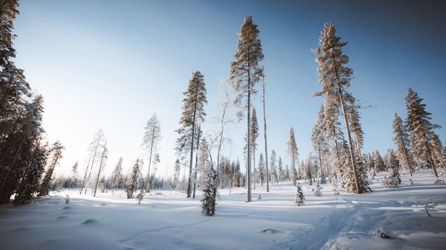 Rovaniemi: Lapland Ski Trekking Safari - Who Should Book This Ski Trekking Safari