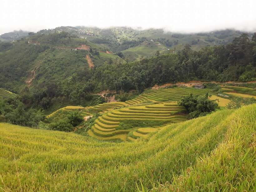Sa Pa: Muong Hoa Valley Trek and Local Ethnic Villages - Rice terraces and the Muong Hoa River: the part that sets the tone