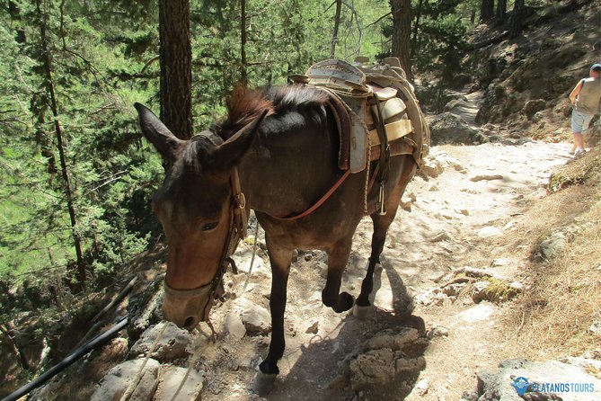 Samaria Gorge Trek: Full-Day Excursion from Chania with Guide - Price and value: is about $41 really enough for this day?
